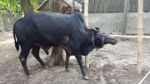 Sahiwal : Black (Tag No:134)