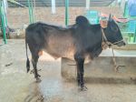 Deshal:Black and Brown