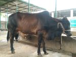 Deshal:Black and Brown 