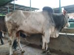 Deshal:White and Brown 