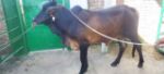 Deshal: Black(Tag No-68) 