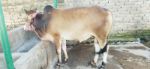 Deshal:Light Red (Tag No-31)