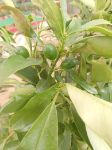 Sweet Lemon- 1 Pcs