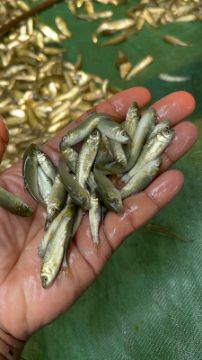 Picture of Grasscarp Fish Pona 2 inch (4000 piece)