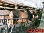 Deshal:Red Black (Tag No-120)