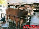 Shahiwal:Red (Tag No-121)
