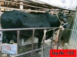 Shahiwal:Black (Tag No-122)