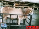 Deshal: White brunette (Tag No-123)