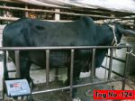 Shahiwal:Black (Tag No-124)