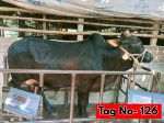 Shahiwal:Black (Tag No-126)