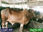 Shahiwal:Red (Tag No-109)