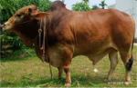 Deshi Shahiwal: Red (Tag No: 24-514)