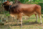 Deshi Shahiwal: Red (Tag No: 24-006)