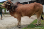 Deshi Shahiwal: Red (Tag No: 24-007)