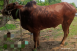 Deshi Shahiwal: Red (Tag No: 24-008)