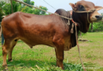 Deshi Shahiwal: Red (Tag No: 24-012)