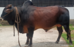 Deshi Shahiwal: Red Black (Tag No: 24-013)