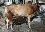 Deshal Light Brown (Tag No: 129)
