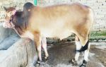 Deshal Light Red (Tag No: 136)