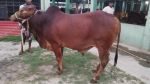 Shahiwal Brown (Tag No: 140)