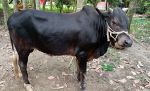 Deshal Black (Tag No: 142)
