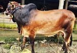 Deshal Brown Black (Tag No: 145)