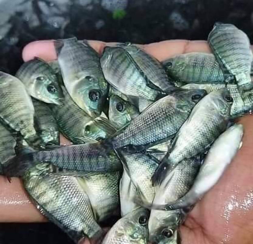 Picture of Monosex Tilapia (5000 piece)