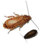 Lobster Roaches - Per Piece