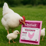 Clozivet 100 gm Powder Sachet