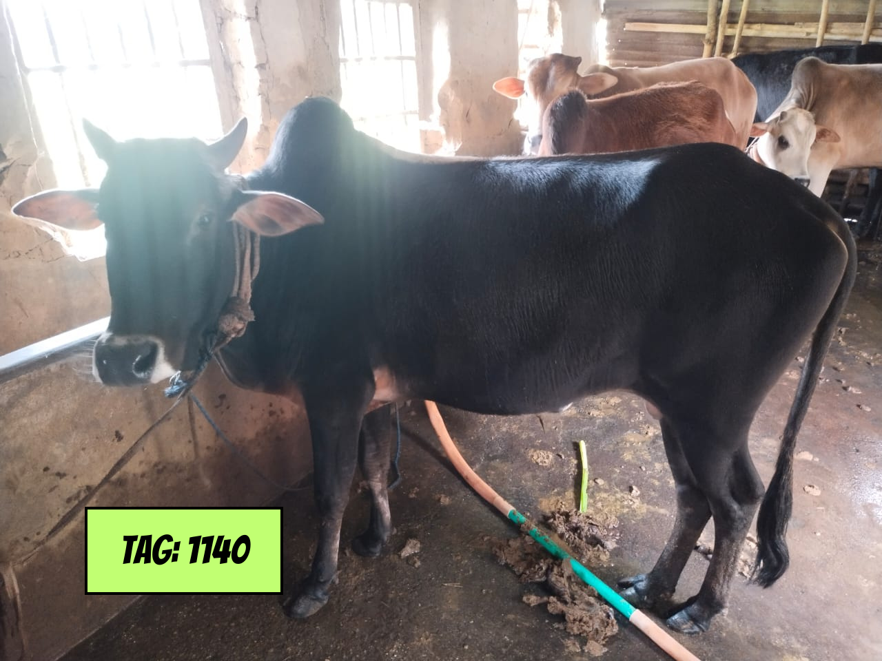 Picture of Deshi: Black (Tag No-1140)