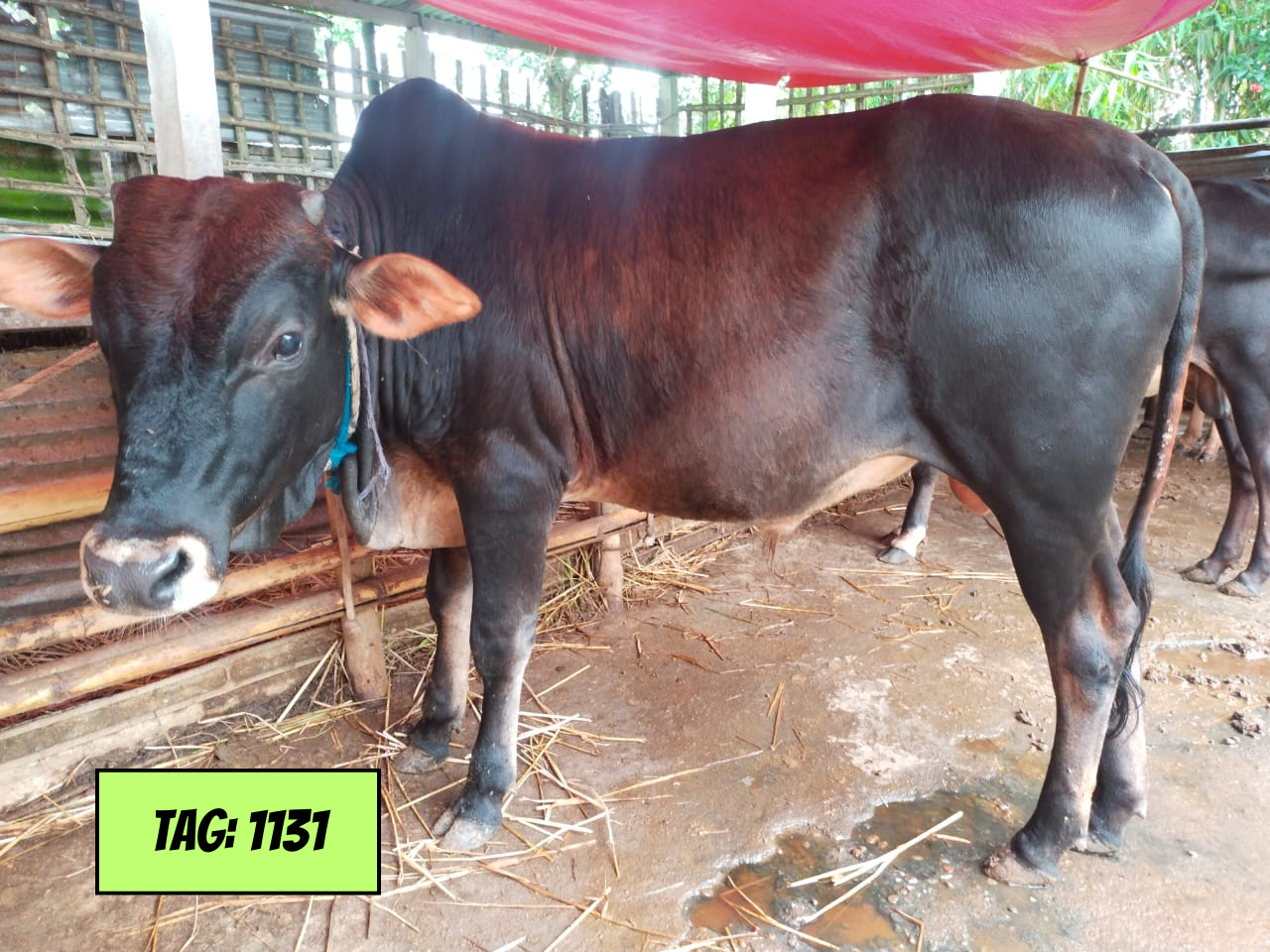 Picture of Deshi Black (Tag No: 1131)