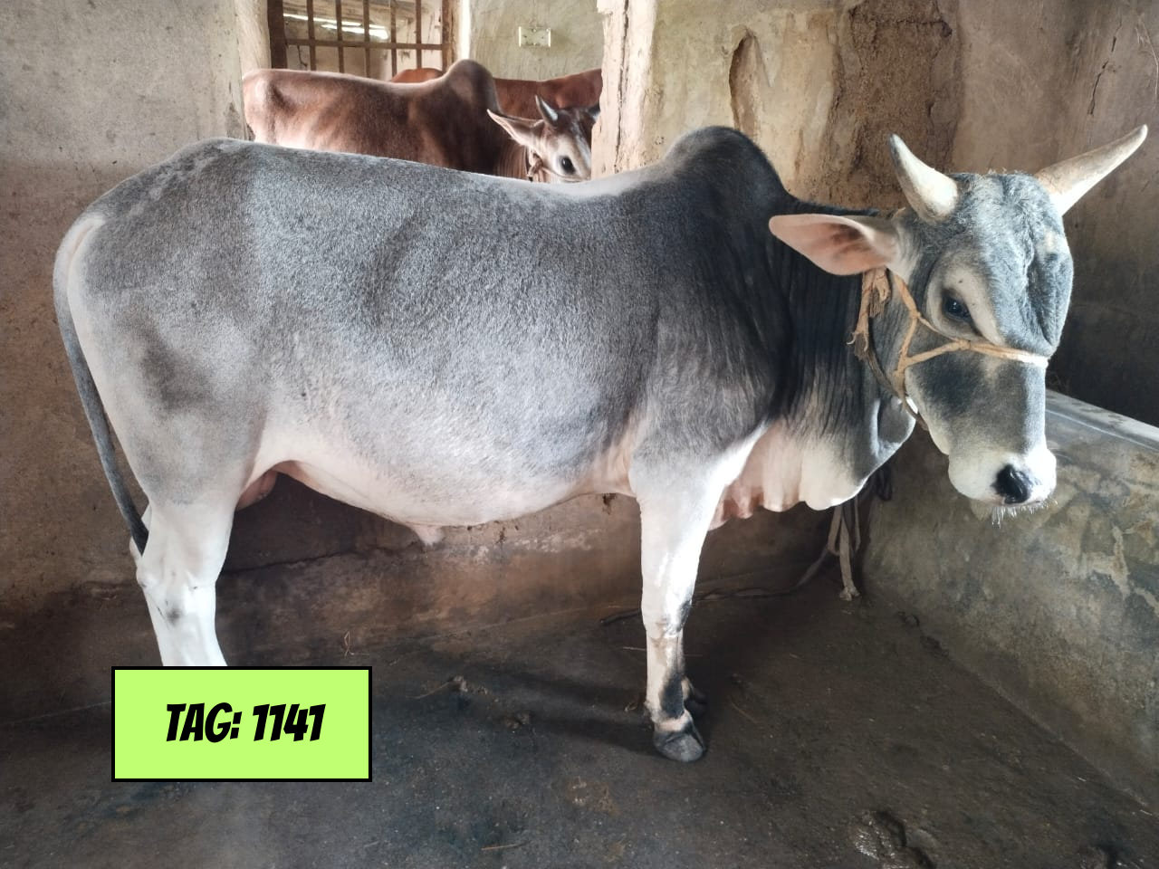 Picture of Deshi: White (Tag No-1141)