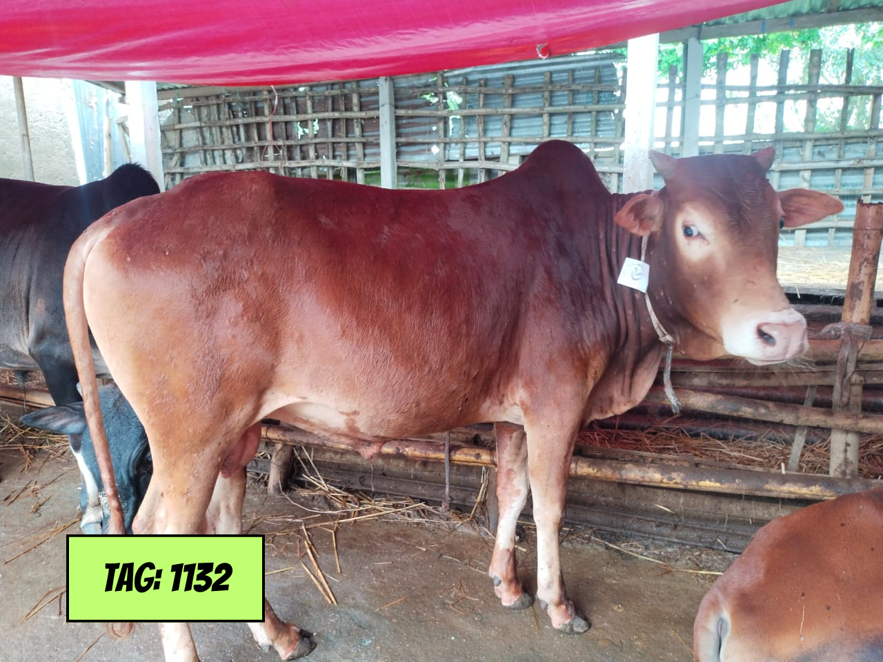 Picture of Deshi Red (Tag No: 1132)