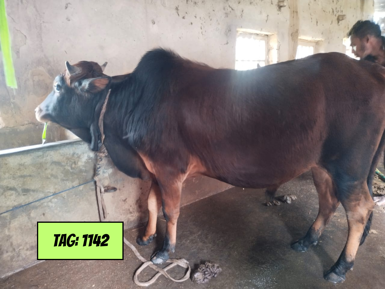 Picture of Deshi: Reddish Black (Tag No-1142)