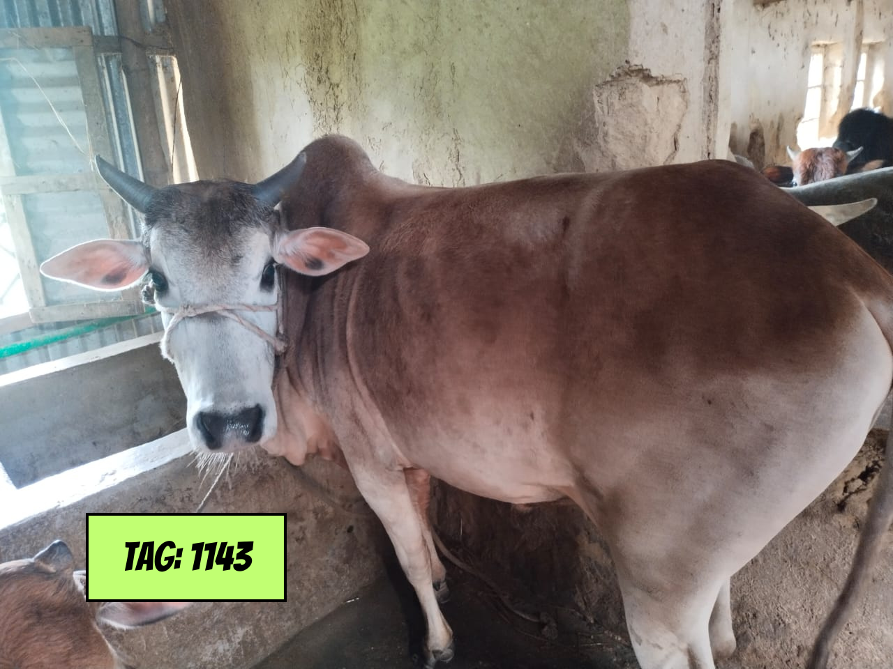 Picture of Deshi: White (Tag No-1143)