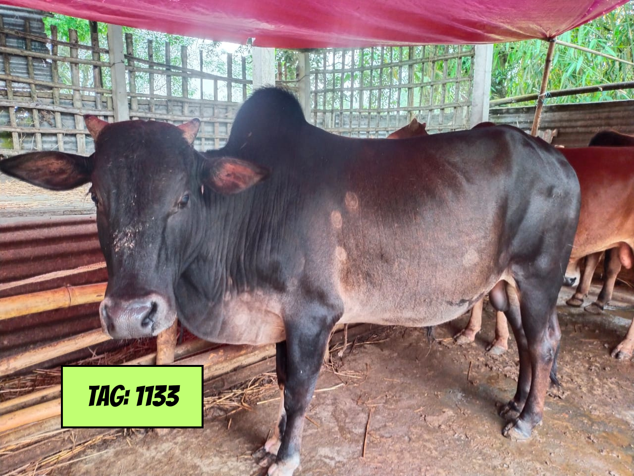 Picture of Deshi Redish Black (Tag No: 1133)