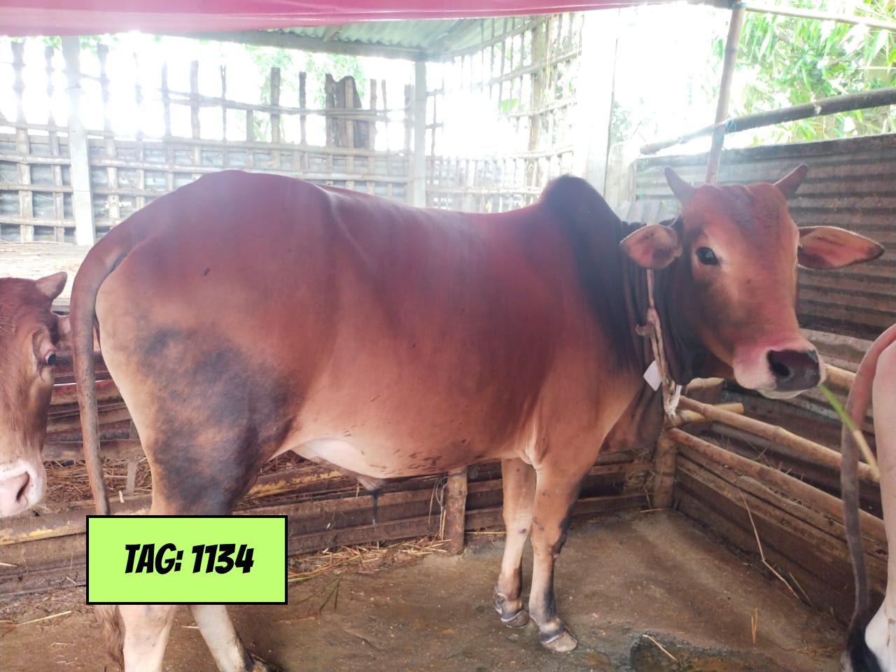 Picture of Deshi Red (Tag No: 1134)
