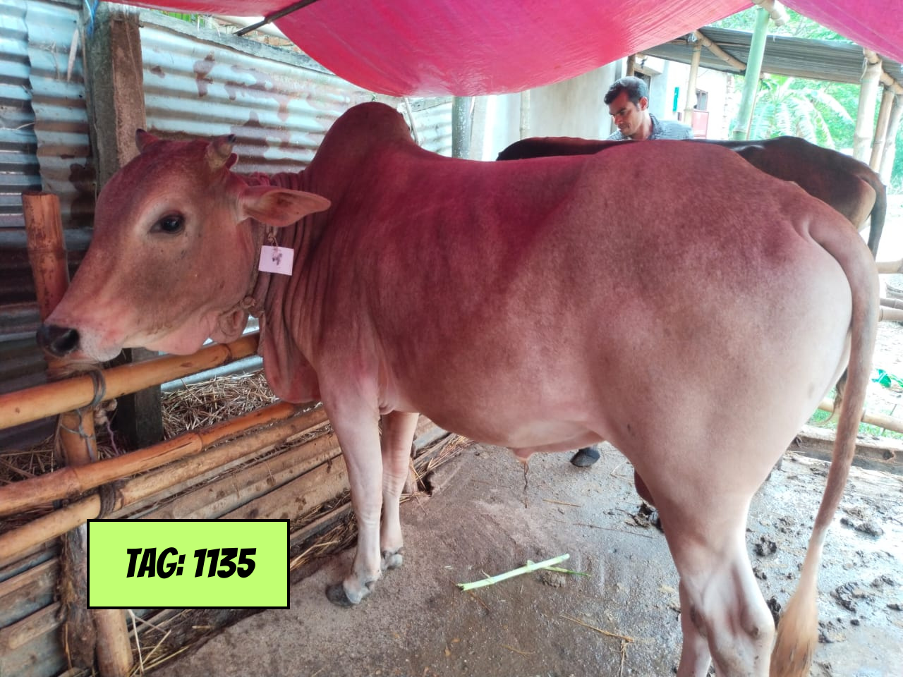 Picture of Deshi White (Tag No: 1135)