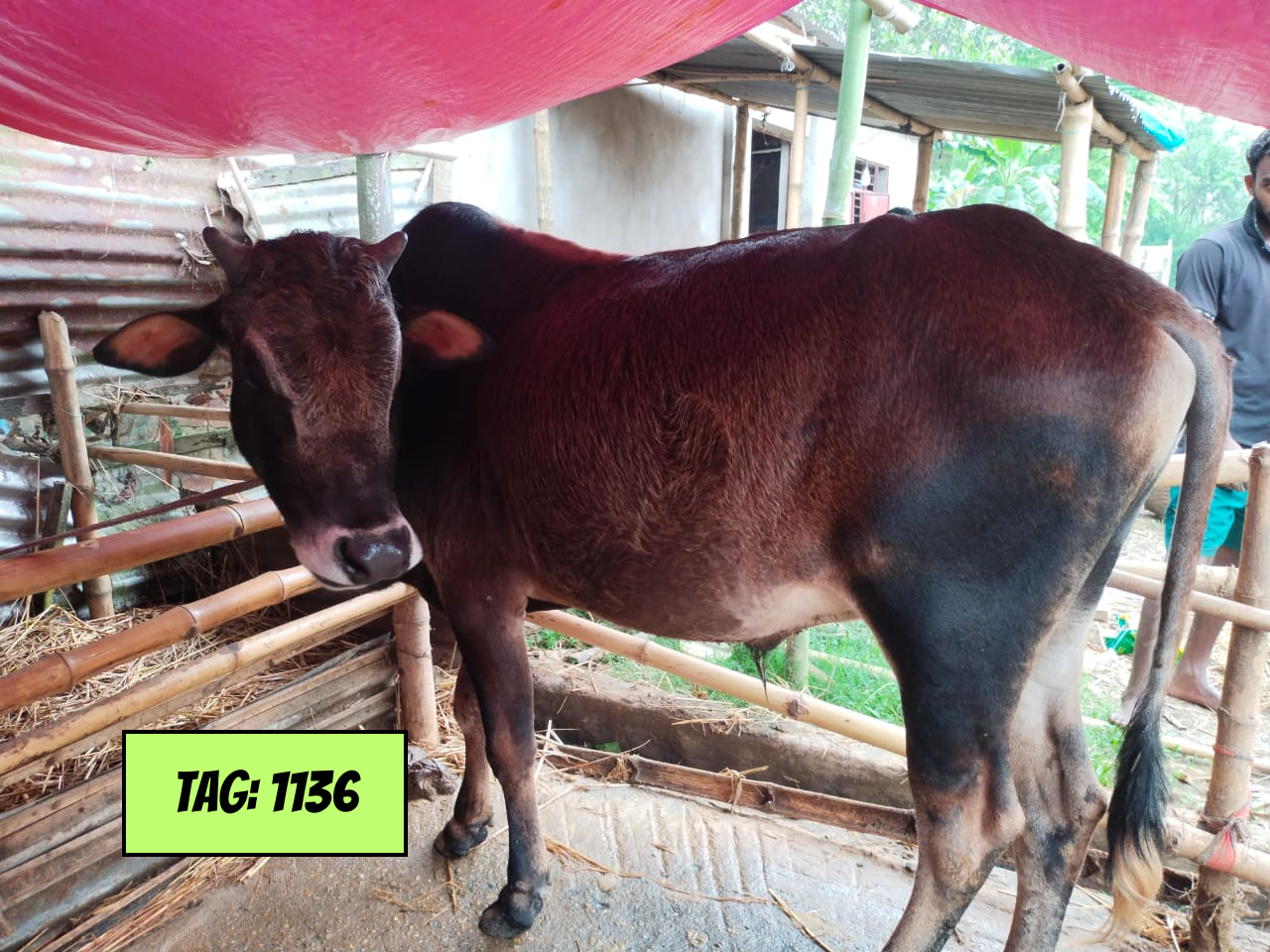 Picture of Deshi Redish Black (Tag No: 1136)