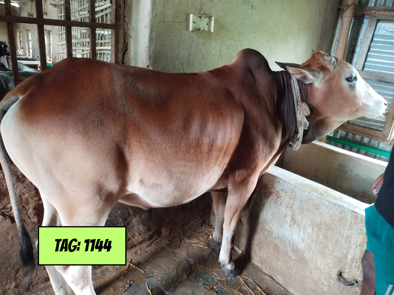 Picture of Deshi: Red (Tag No-1144)