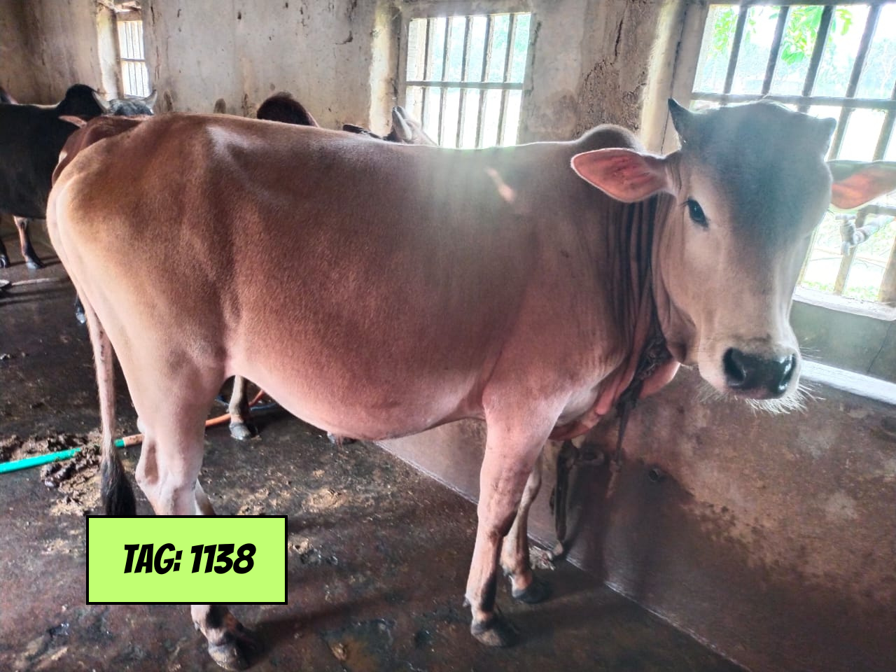 Picture of Deshi White (Tag No: 1138)