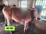Deshi White (Tag No: 1138)