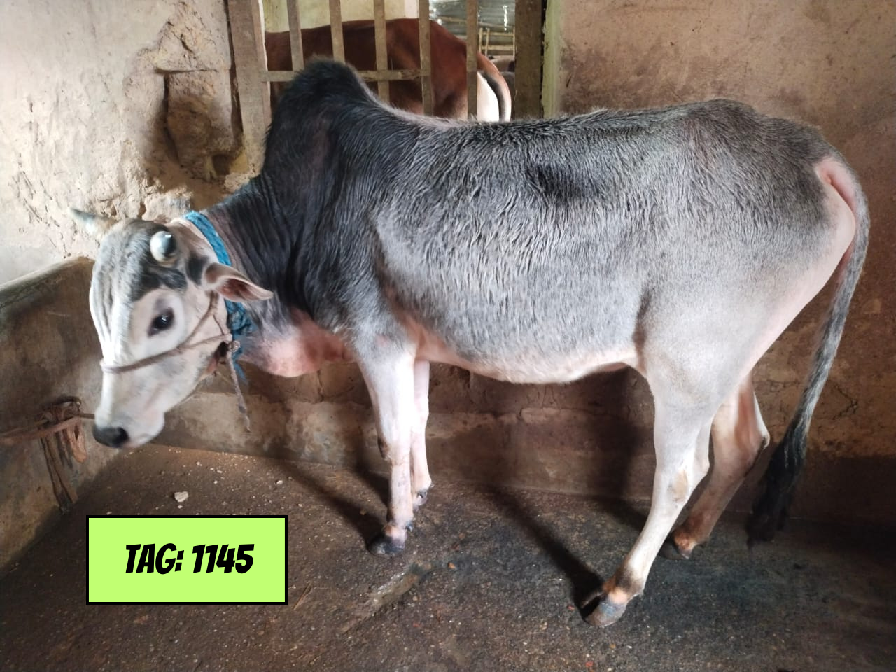 Picture of Deshi: White (Tag No-1145)