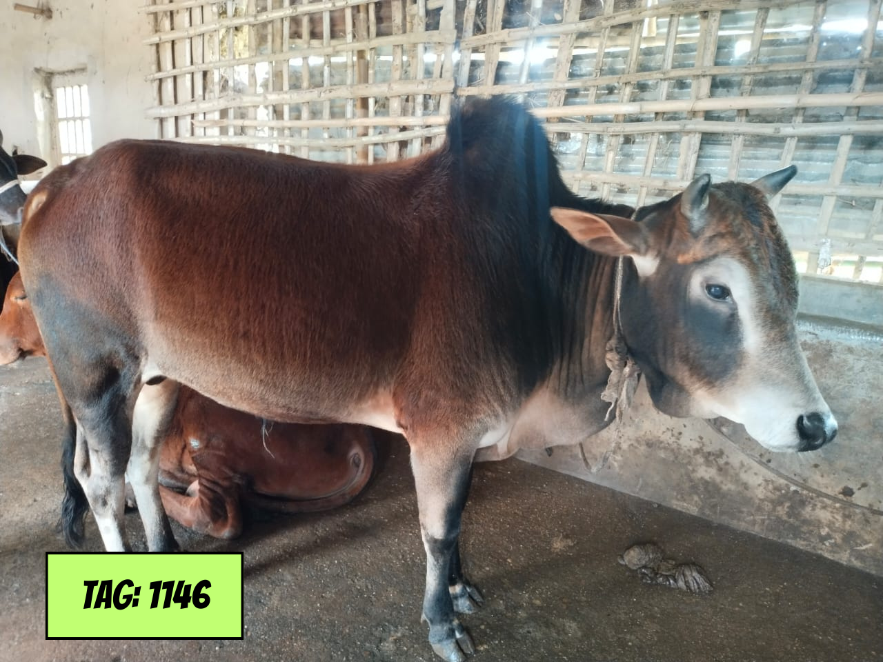 Picture of Deshi: Red (Tag No-1146)