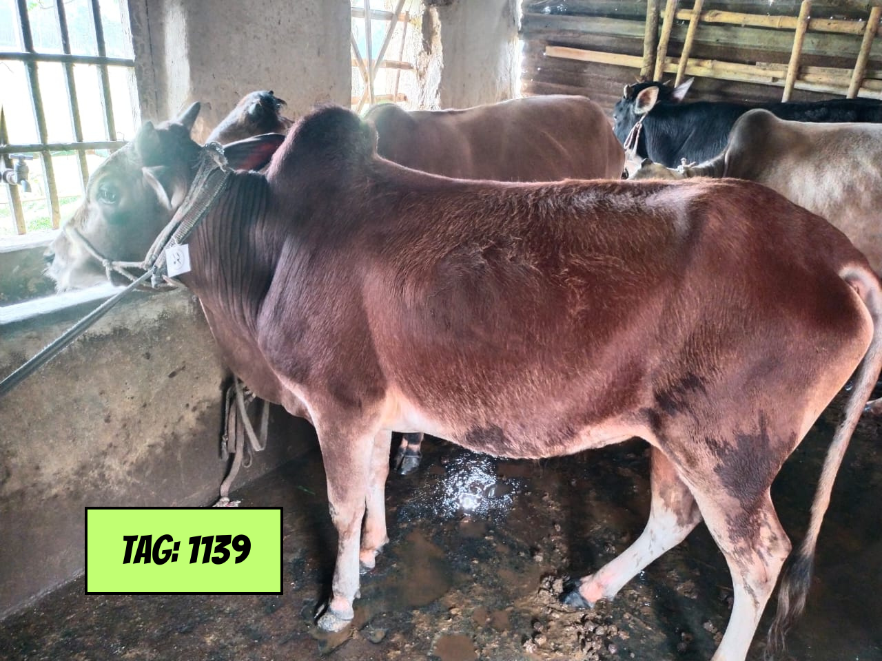 Picture of Deshi Red (Tag No: 1139)