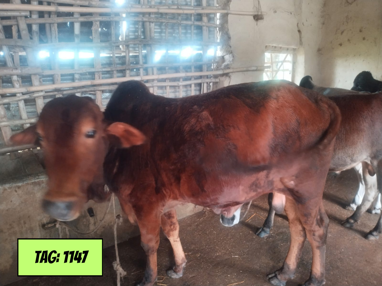 Picture of Deshi: Red (Tag No-1147)