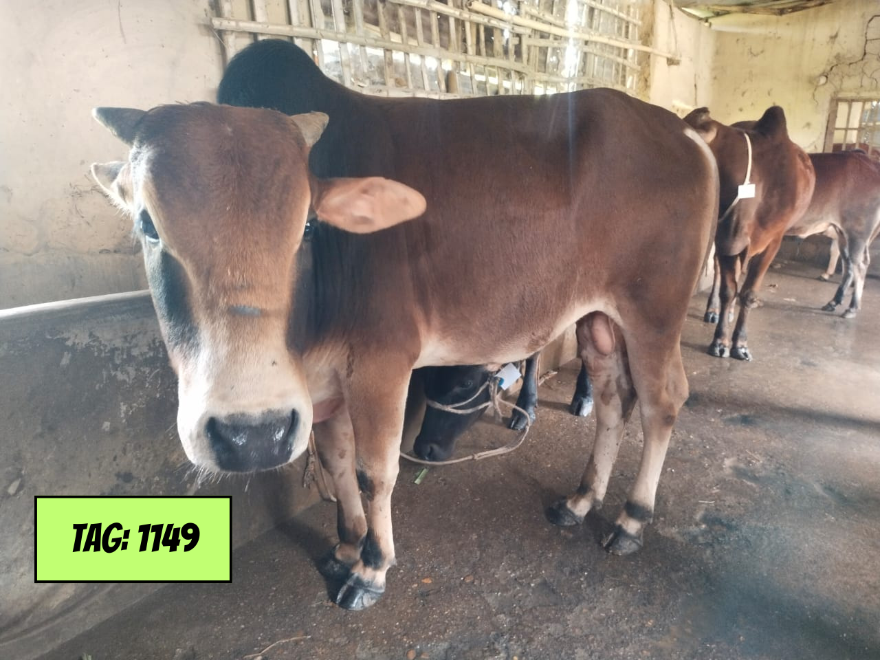 Picture of Deshi Red (Tag No: 1149)