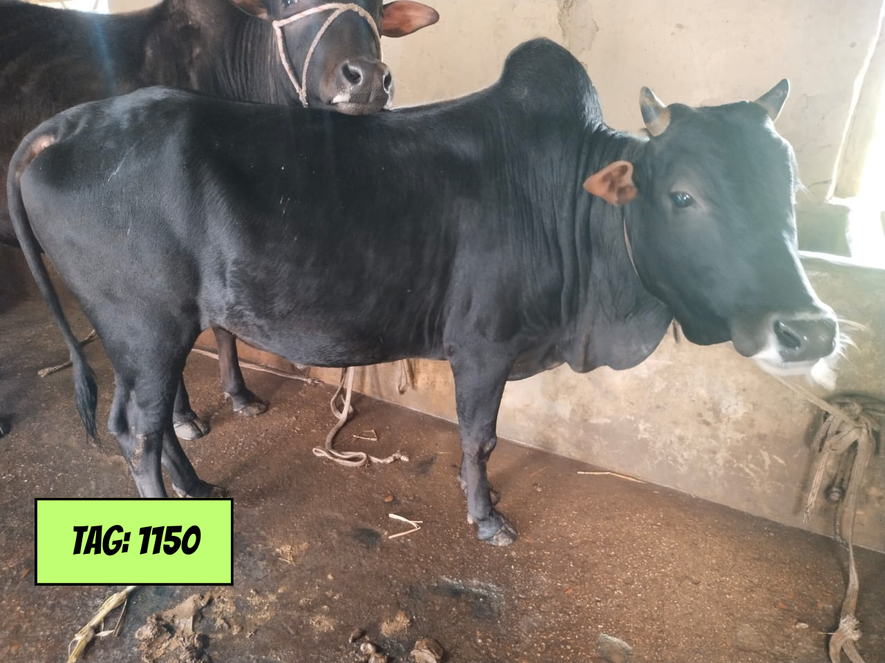 Picture of Deshi Black (Tag No: 1150)