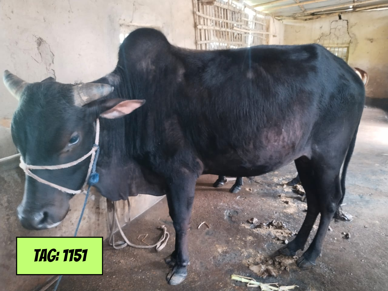 Picture of Deshi Black (Tag No: 1151)