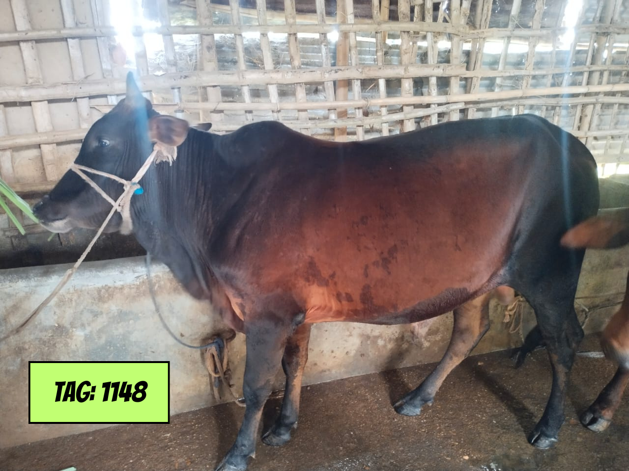 Picture of Deshi: Red (Tag No-1148)